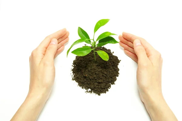 Hands holding sapling in soil — Stock Photo, Image