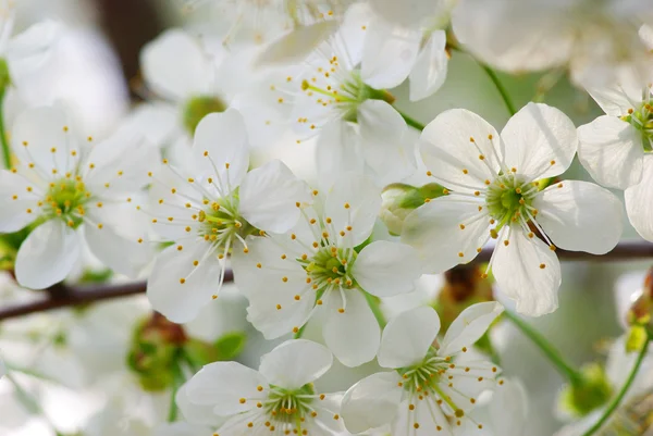 Blossoms — Stock Photo, Image
