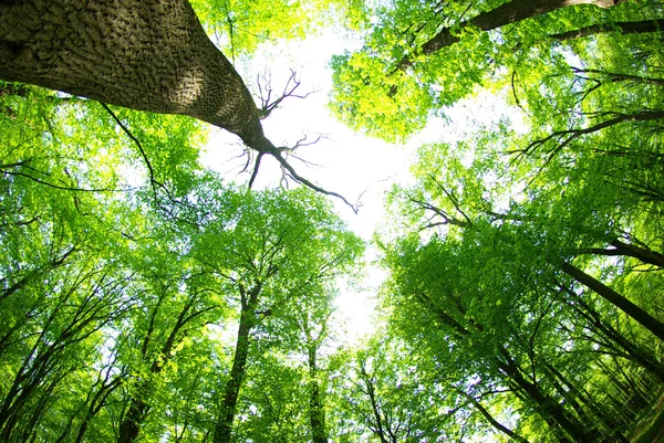 stock image Green forest