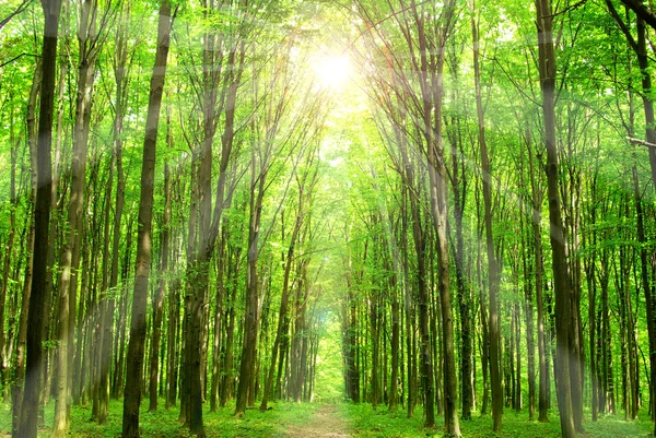 stock image Forest