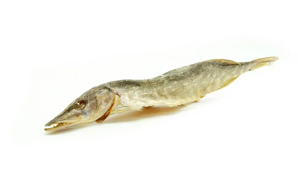 Peixes de barata — Fotografia de Stock