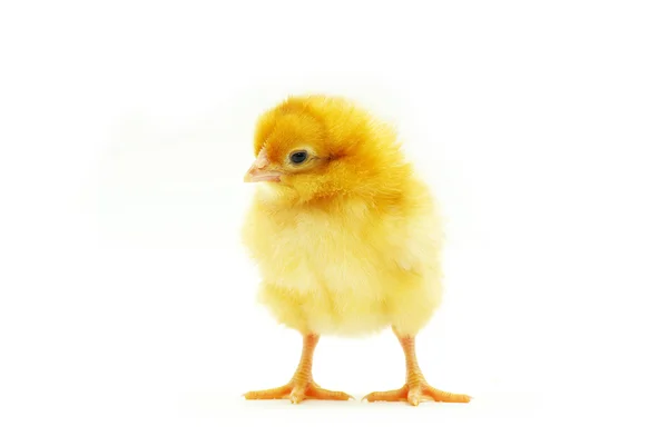 Baby chicken — Stock Photo, Image
