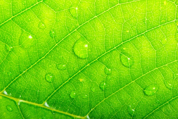 Капли на зеленом листе — стоковое фото