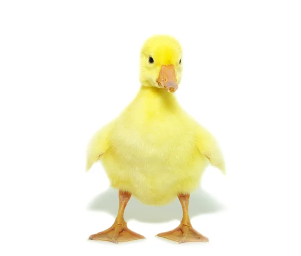 Lindo gosling —  Fotos de Stock