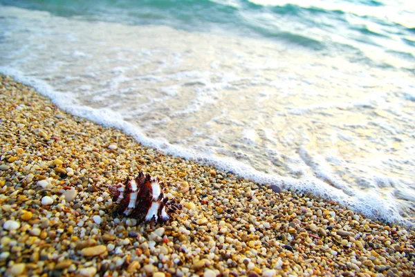 Shell en la playa — Foto de Stock