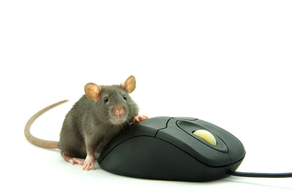 Rat and computer mouse — Stock Photo, Image