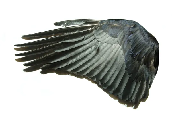 鸟的翅膀 — 图库照片
