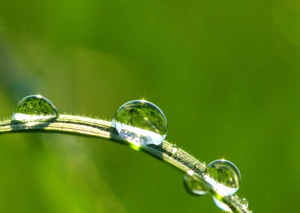 Drops on grass — Stock Photo, Image