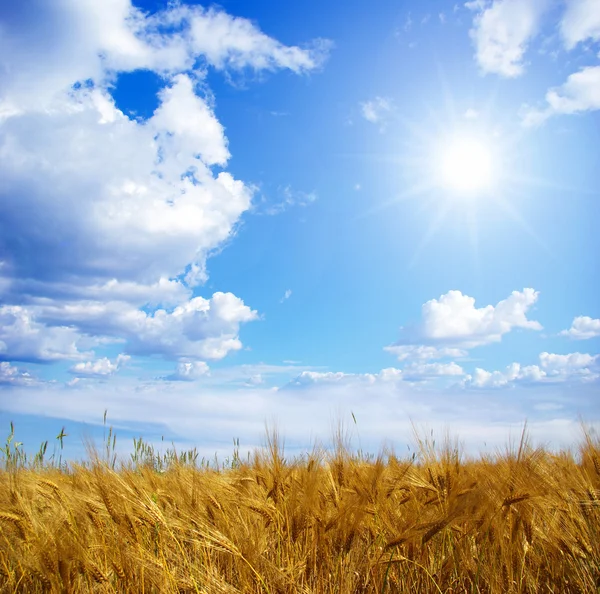 Wheats field — Stock Photo, Image