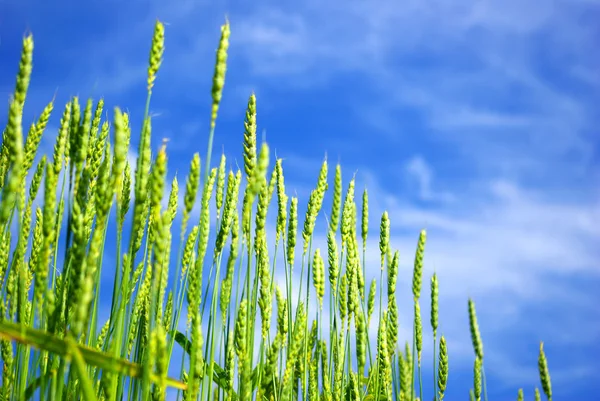 Pšenic pole — Stock fotografie