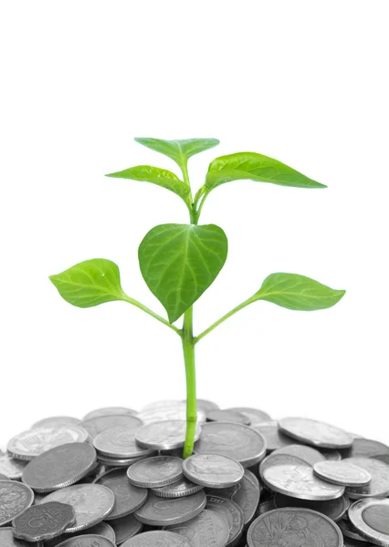 Plant in coins — Stock Photo, Image