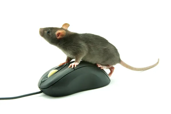 Крыса на компьютерной мыши — стоковое фото
