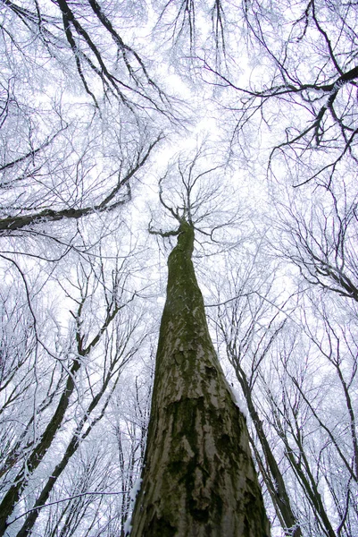 Zamrzlý zimní les — Stock fotografie