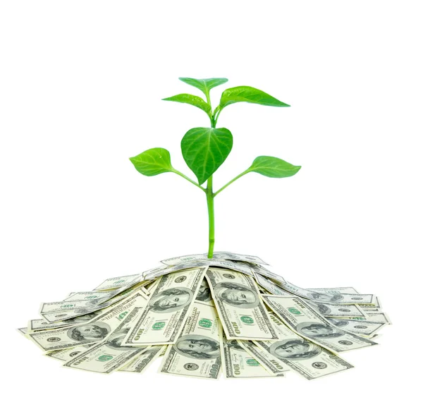 Plant in money — Stock Photo, Image