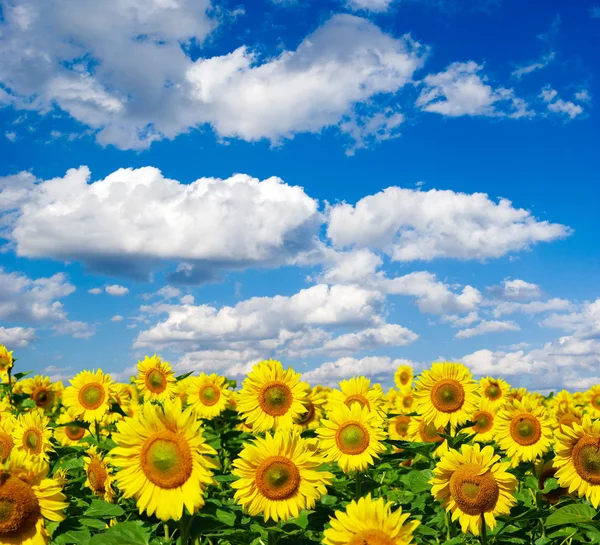 Sunflower field Stock Picture