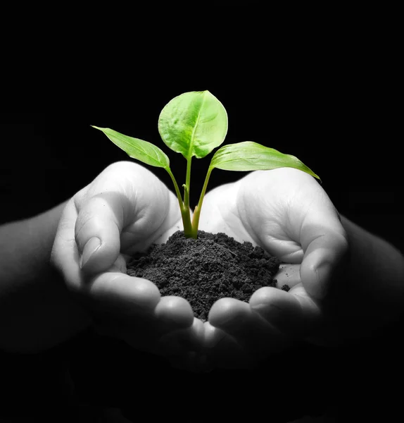 Plant in hands Royalty Free Stock Images