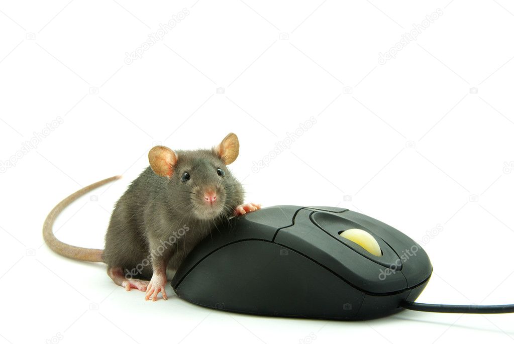 Rat and computer mouse