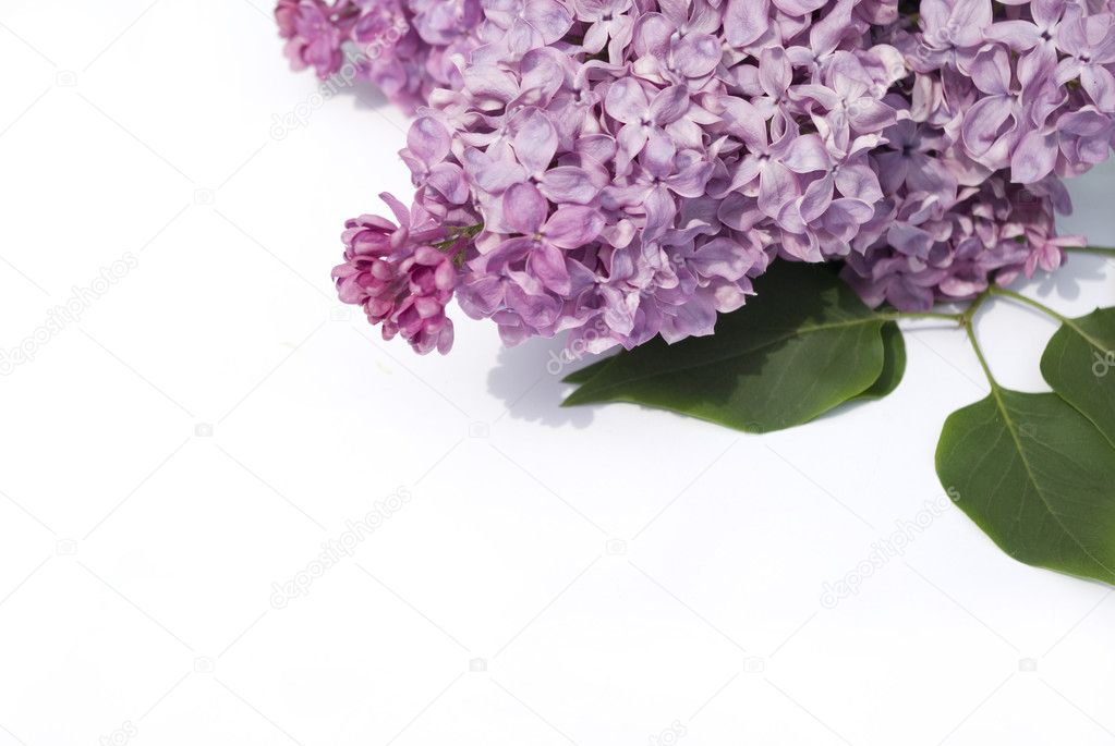 Lilac flower — Stock Photo © Pakhnyushchyy 1628693