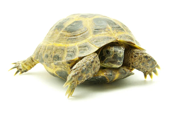 Zeeschildpad — Stockfoto