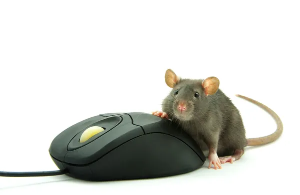 쥐와 컴퓨터 마우스 — 스톡 사진
