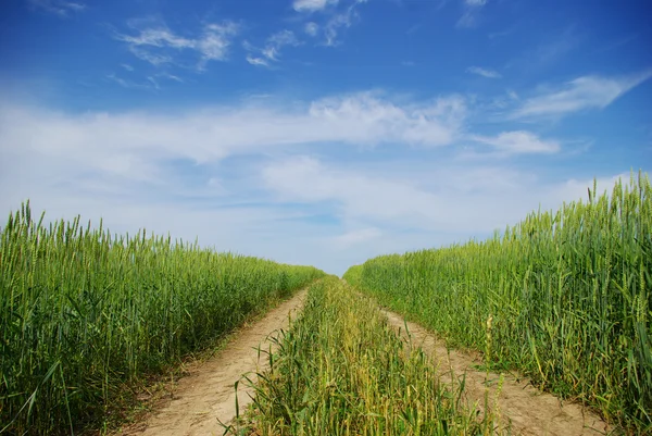 stock image Field