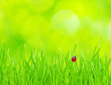 Ladybug on grass clipart