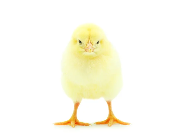 Κοτόπουλο μωρό — Φωτογραφία Αρχείου