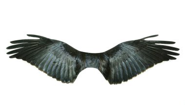 Wings clipart