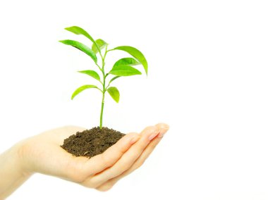 Plant in hands clipart