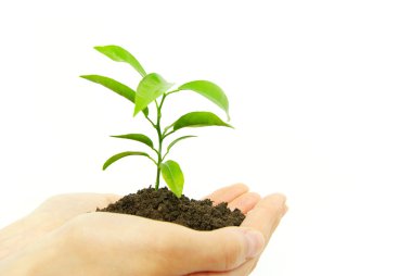 Plant between hands clipart