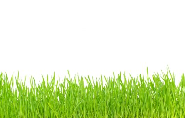 Green grass clipart