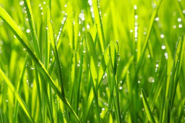 Drops on grass clipart