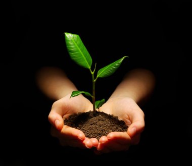 Plant in hands clipart