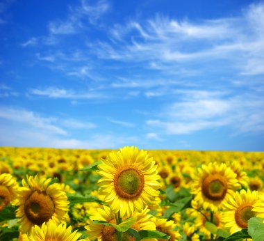 Sunflower field clipart