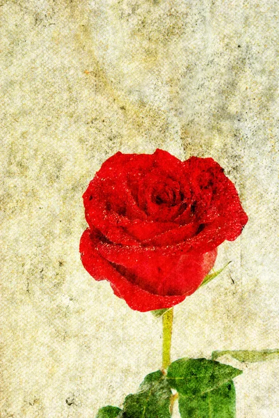 Grunge 背景上的玫瑰 — 图库照片