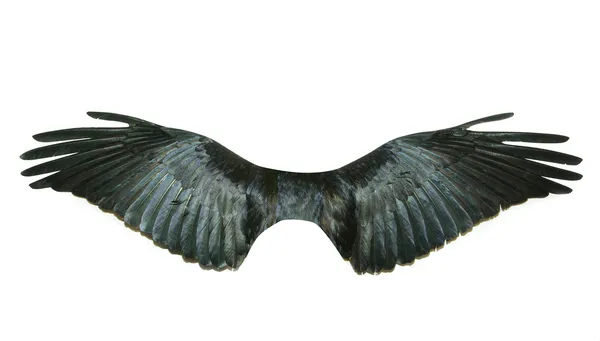 Vleugels — Stockfoto