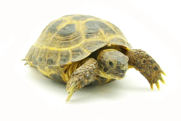 Kaplumbağa — Stok fotoğraf