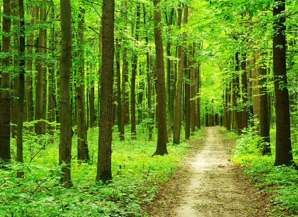 Yeşil orman — Stok fotoğraf