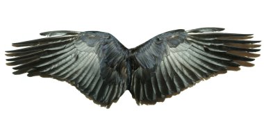 Wings clipart