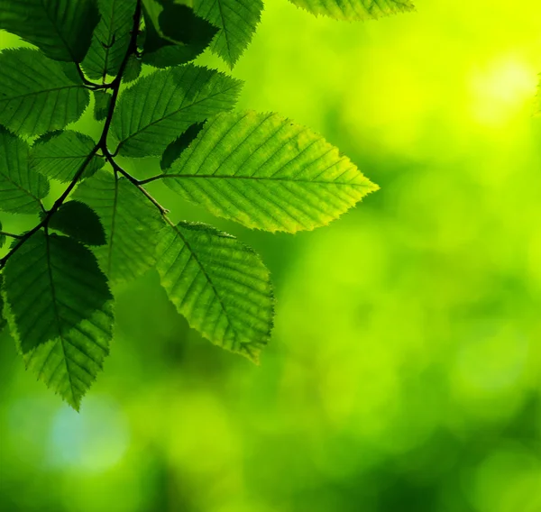 Groene bladeren achtergrond — Stockfoto