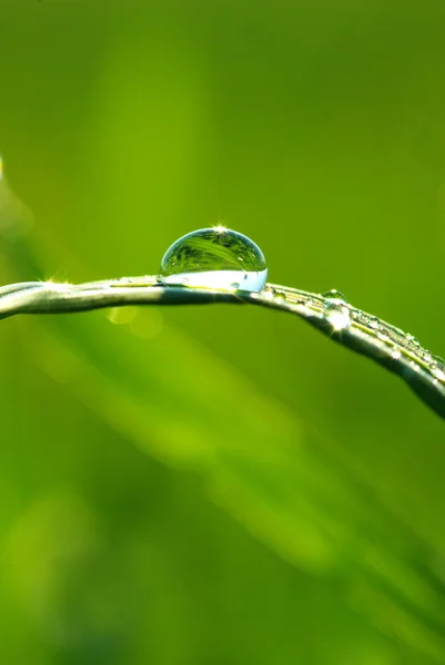 Drop on lawn — Stock Photo, Image