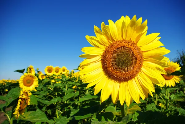 stock image Sunflower