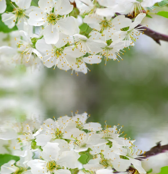 Flores de cerezo —  Fotos de Stock