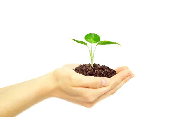 Plant in hands Royalty Free Stock Photos