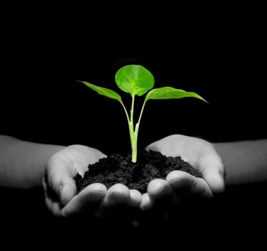 Plant in hands clipart