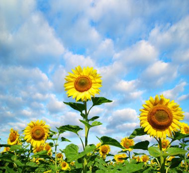 Sunflower field clipart