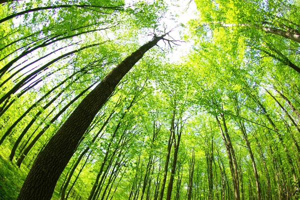 Zielony las — Zdjęcie stockowe