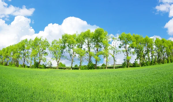 stock image Field