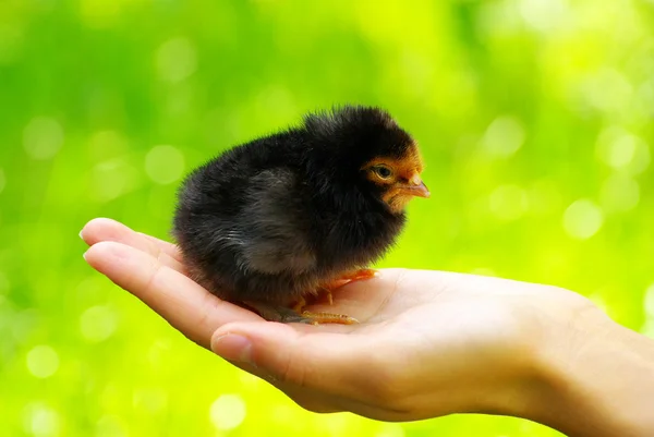 Kuře v ruce — Stock fotografie
