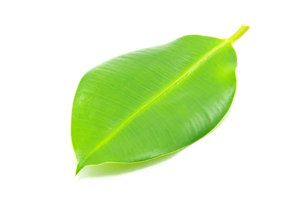 Green leaf — Stock Photo, Image